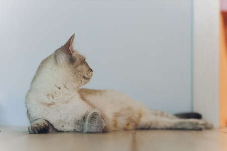 Very funny cat laughing of the close up.の写真素材