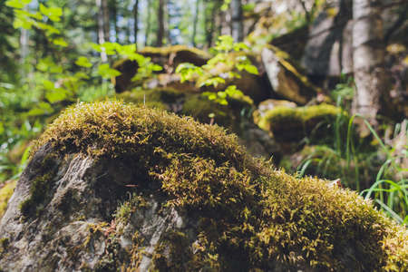 the texture of the wood overgrown with moss.の写真素材