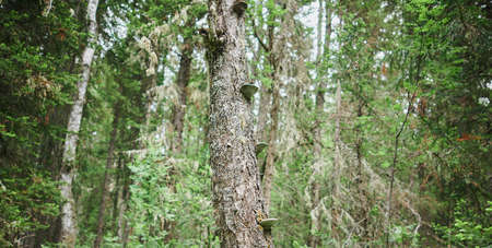 Moss grows heavily on the bark of this tree and creates an appealing texture.の写真素材