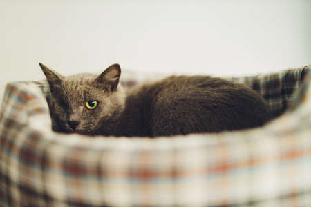 black cat without one eye. lying on the couch.の写真素材