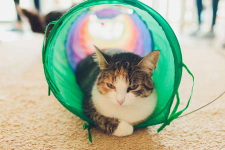 Calico Cat Framed and Alert in Cat Tunnel Toy.の写真素材