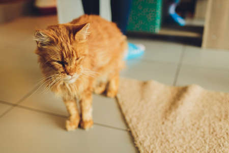 Close-up Portrait of Angry Red Maine Coon Cat with Funny Chin Looks in Camera.の写真素材