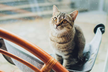 cat laying in wall glass mounted bed at home.の写真素材