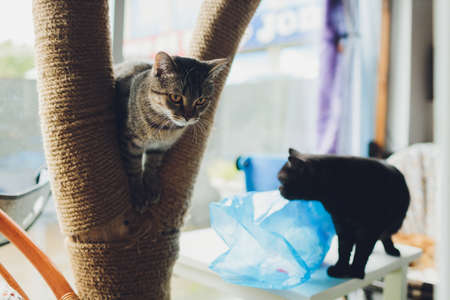 Two cute domestic short hair cats gray and black. sitting on a table with a plastic bag