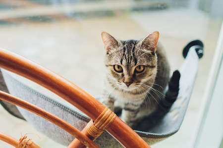 cat laying in wall glass mounted bed at home.の写真素材