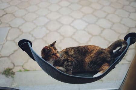 cat laying in wall glass mounted bed at home.の写真素材