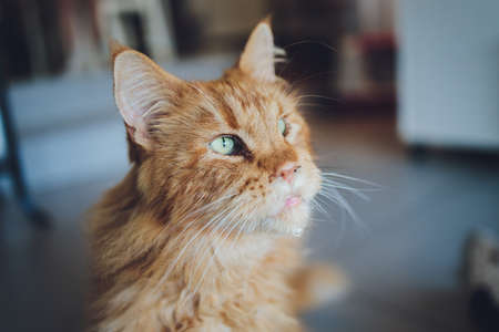 Red tabby maine coon kitten. Orange little cat laying on cat house.の写真素材