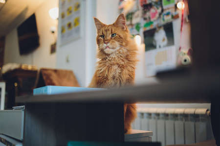 Red tabby maine coon kitten. Orange little cat laying on cat house.の写真素材