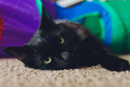 Calico Cat Framed and Alert in Cat Tunnel Toy.の写真素材