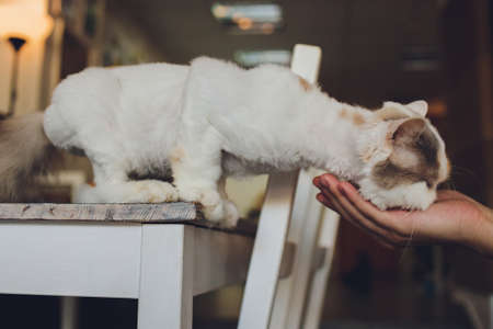 British Shorthair eating, indoor shooting short-haired standing on the table.の写真素材