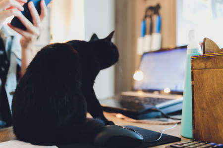 Black cat on lying on table with laptop.の写真素材