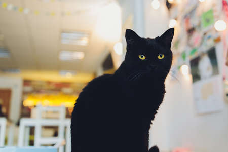 Cute little bengal kitty cat laying spotted.の写真素材