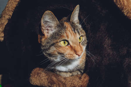 cute black and orange cat in a pet house.