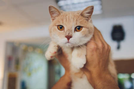 young man holding a cat in his arms.の写真素材