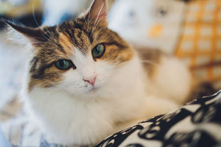 Portrait of small tricolor kitten of a cat.の写真素材