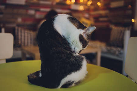 young cute ginger cat lick itself for clean up.の写真素材