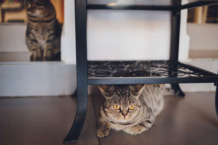 british cat at home sitting under the closet.