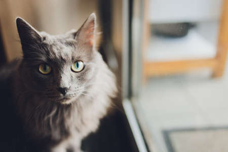 black Cat sitting near the glass door.
