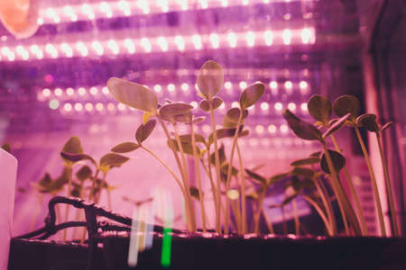 Smart indoor farm and Photoperiodism concept. Selective focus on Artificial LED panel light source used in an experiment on vegetables plant growth.の写真素材