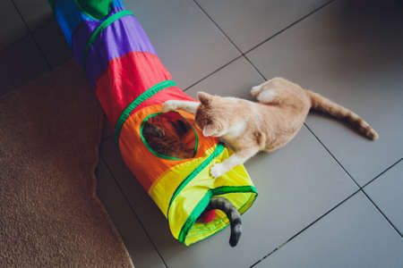 Fight of cats in the living room.の写真素材