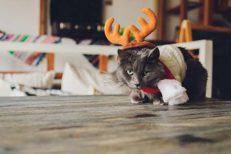 portrait of a tabby cat in Santa Claus costume, lying.の写真素材