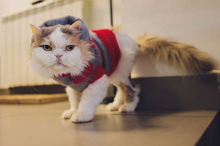 portrait of a tabby cat in Santa Claus costume, lying.の写真素材