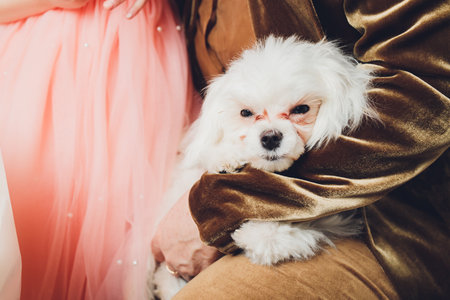 small dog Maltese lapdog white color lies in the arms of its beloved owner - a friend.の写真素材
