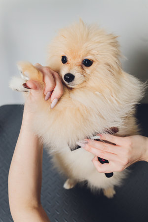 Hand doing grooming, haircut, combing wool of beautiful happy Pomeranian Spitz dog.の写真素材