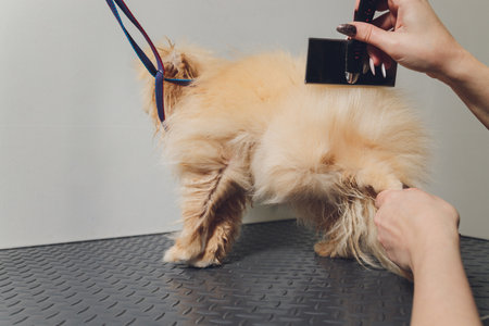 Hand doing grooming, haircut, combing wool of beautiful happy Pomeranian Spitz dog.の写真素材