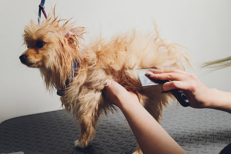 Hand doing grooming, haircut, combing wool of beautiful happy Pomeranian Spitz dog.の写真素材