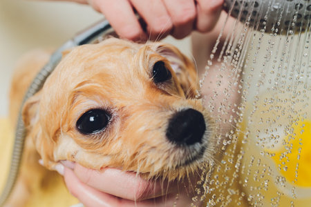 bathing the dog in the pomeranian dog hairdresser.