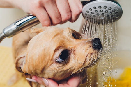bathing the dog in the pomeranian dog hairdresser.の写真素材