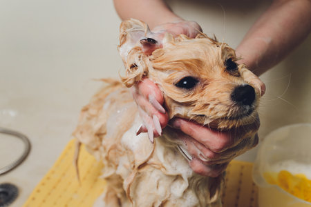 bathing the dog in the pomeranian dog hairdresser.の写真素材