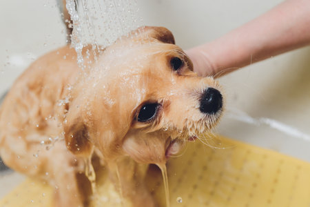 bathing the dog in the pomeranian dog hairdresser.
