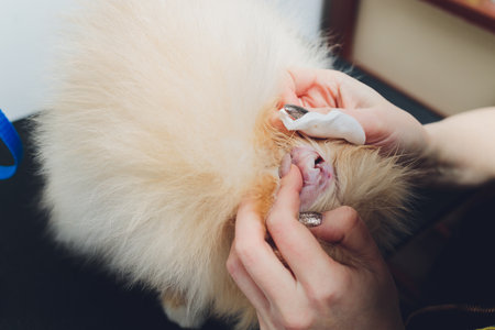 young male veterinarian examining and cleaning the dogs ears.の写真素材