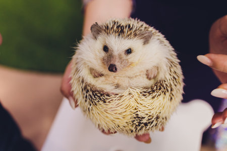 A lovely young african pygmy hedgehog looking camera on owner hand.