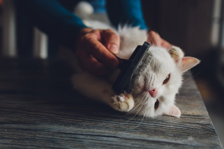 Tabby cat lying on the table at cats hairdressers salon while being brushed and combed. Selective focus.の写真素材