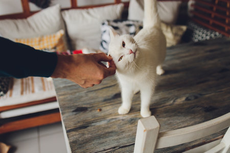 tabby cat is standing and licking the food which human is fedding.