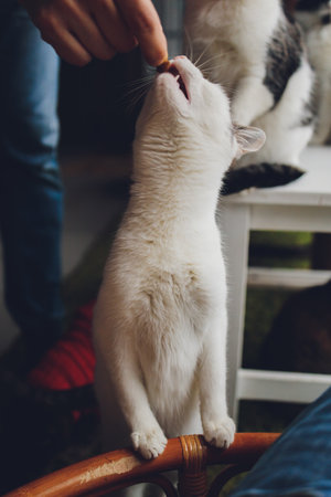 tabby cat is standing and licking the food which human is fedding.の写真素材