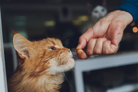 tabby cat is standing and licking the food which human is fedding.の写真素材