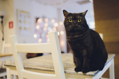 cat sitting on a table looking up.の写真素材