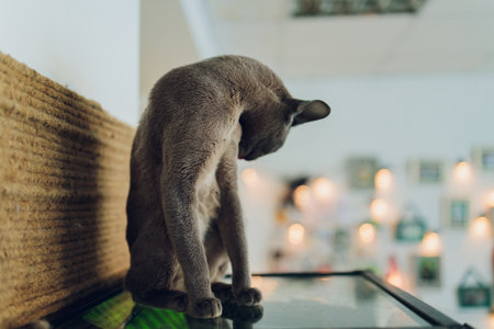 Portrait of Chocolate Burmese Young Cat front view.の写真素材