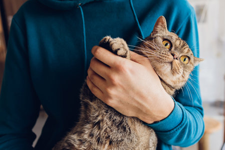 young man holding a British cat close-up.の写真素材