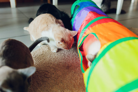 Calico Cat Framed and Alert in Cat Tunnel Toy.の写真素材
