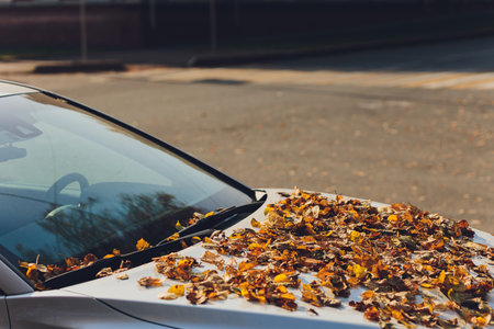 Fallen autumn leaves on the windshield of a car.の写真素材