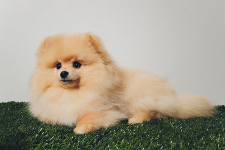 Portraite of cute fluffy puppy of pomeranian spitz. Little smiling dog on white background.の写真素材