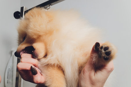 professional groomer trimming long-haried dog paws, animal foot care cuting fur.の写真素材