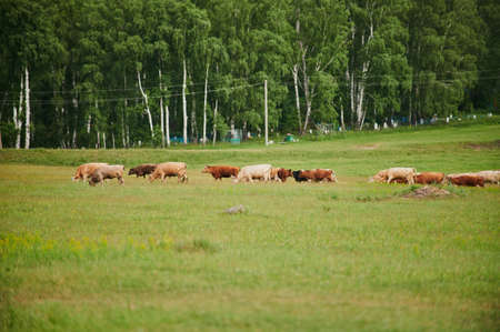 Herd of the running horses in the field.の写真素材