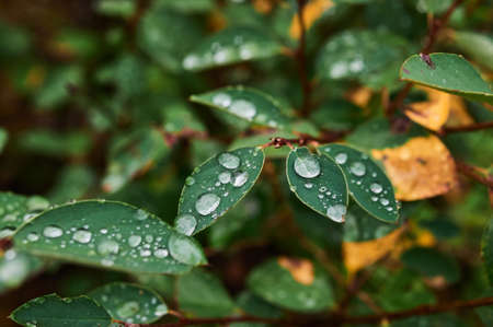 Beautiful meadow field with wild flowers. Spring Wildflowers closeup. Health care concept. Rural field. Alternative medicine. Environment.の写真素材