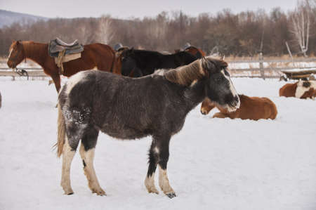 Herd of foals on the snow-covered meadow in a deep winter.の写真素材